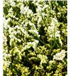 Limonium cool diamond 70 - LIMCOODIA1