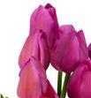 Tulipan nac don quijote - TULDONQUI1
