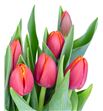Tulipan nac verandi - TULVER1