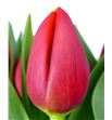 Tulipan nac verandi - TULVER22