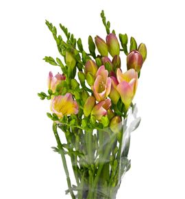 Fresia rosa - FREROS