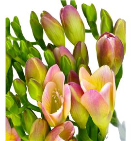 Fresia rosa - FREROS