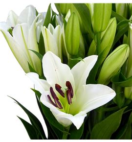 Lili oriental hol tisento 90 - LOHTIS