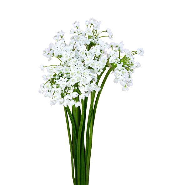 Allium neopolitanun 53cm - ALLNEO