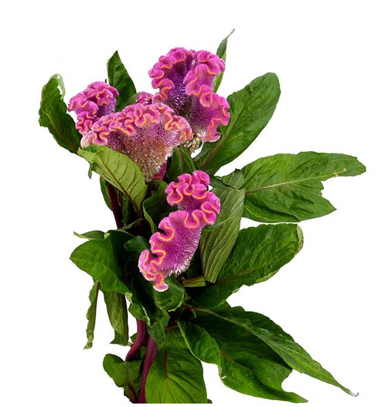 Celosia neo pink 60 - CELNEOPIN