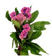 Celosia neo pink 60 - CELNEOPIN