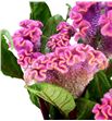 Celosia neo pink 60 - CELNEOPIN1