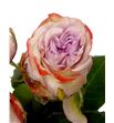 Rosa hol lilac wonder 50 - RGRLILWON1