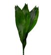 Aspidistra 40cm - ASP