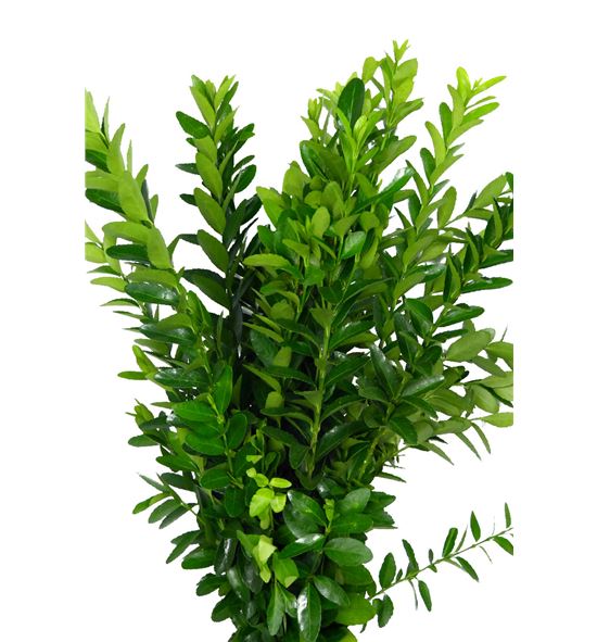 Euonymus - EUO