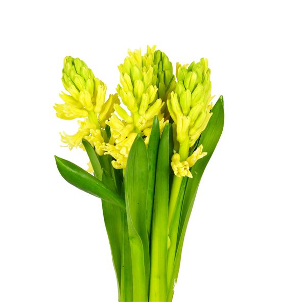 Jacinto yellow queen 30 - HYAYELQUE