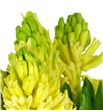 Jacinto yellow queen 30 - HYAYELQUE1