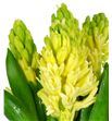 Jacinto yellow queen 30 - HYAYELQUE2