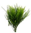 Lepidium green dragon 70 - LEPGREDRA