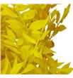 Ruscus fino preservado amarillo - RUSPREAMA1