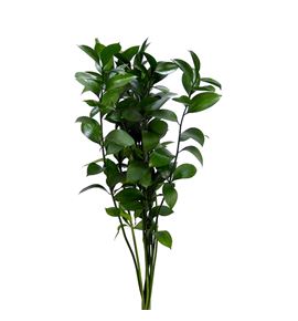 Ruscus 70cm - RUS