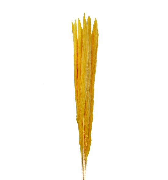 Cortaderia amarilla 65 - CORAMA65