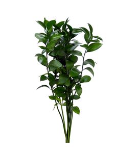 Ruscus 90cm - RUS