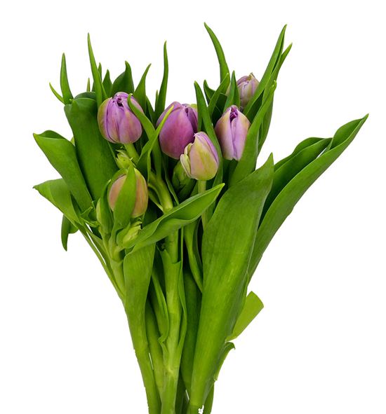 Tulipan double princess 38 - TULDOUPRI