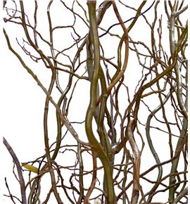 Salix tortuosa 180 - SALTOR
