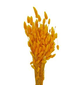 Lagurus seco amarillo - LAGSECAMA