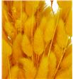 Lagurus seco amarillo - LAGSECAMA1