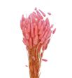 Lagurus seco rosa claro - LAGSECROSCLA