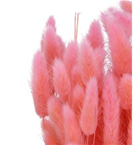 Lagurus seco rosa claro - LAGSECROSCLA