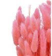 Lagurus seco rosa claro - LAGSECROSCLA1