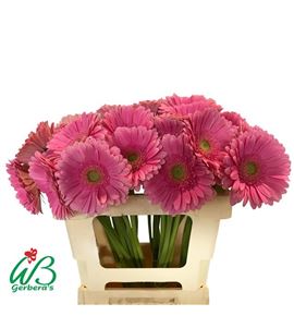 Gerbera glossy 50 x15 - GERGLO5010