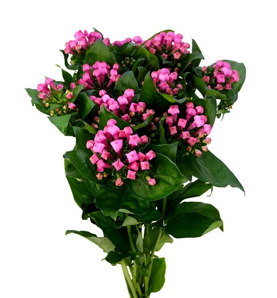Bouvardia pink charm 60 - BOUPINCHA