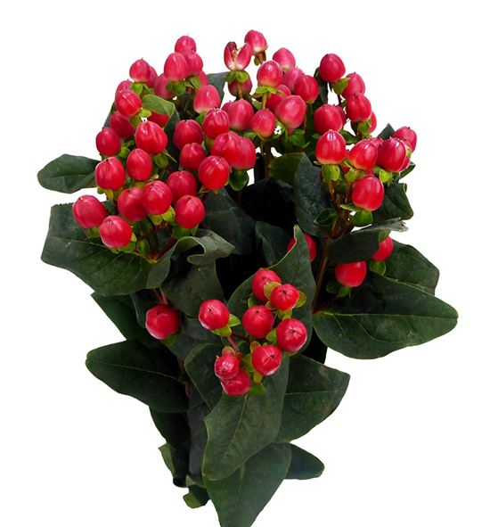 Hypericum shiney romance 60 - HYPSHIROM