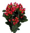 Hypericum shiney romance 60 - HYPSHIROM