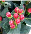 Hypericum shiney romance 60 - HYPSHIROM1