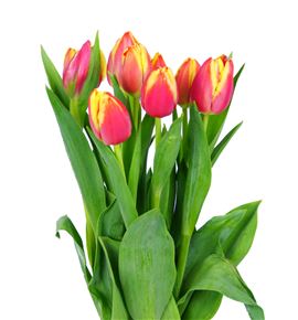 Tulipan leen vd mark 40 - TULLEEMAR