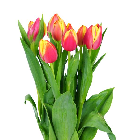 Tulipan leen vd mark 40 - TULLEEMAR