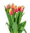 Tulipan leen vd mark 40 - TULLEEMAR