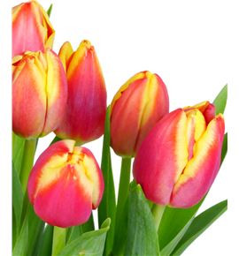 Tulipan leen vd mark 40 - TULLEEMAR