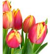 Tulipan leen vd mark 40 - TULLEEMAR1