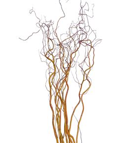Salix golden curl 140 - SALGOLCUR