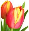 Tulipan leen vd mark 40 - TULLEEMAR2