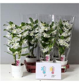 Pl. dendrobium nobile star class apollo 40cm x6 - DENNOBSTA61240