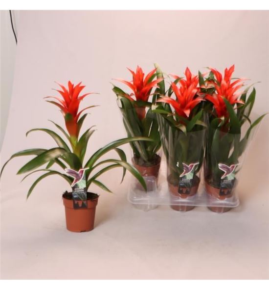 Pl. guzmania ostara 45cm x6 - GUZOST61245