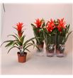 Pl. guzmania ostara 45cm x6 - GUZOST61245
