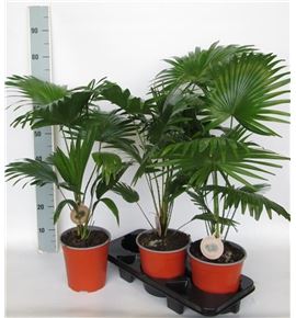 Pl. livistona rotundifolia 70cm x3 - LIVROT31970