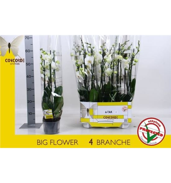 Pl. phalaenopsis white 4t 60cm x6 - PHAWHI612604