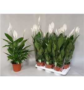 Pl. spathiphyllum verdi 75cm x6 - SPAVER61775