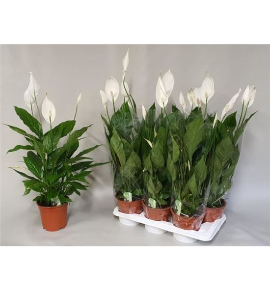 Pl. spathiphyllum verdi 75cm x6 - SPAVER61775