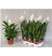 Pl. spathiphyllum verdi 75cm x6 - SPAVER61775