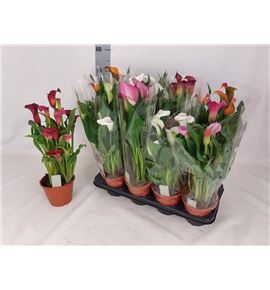 Pl. zantedeschia mixta 4kl 40cm x8 - ZANMIX481440